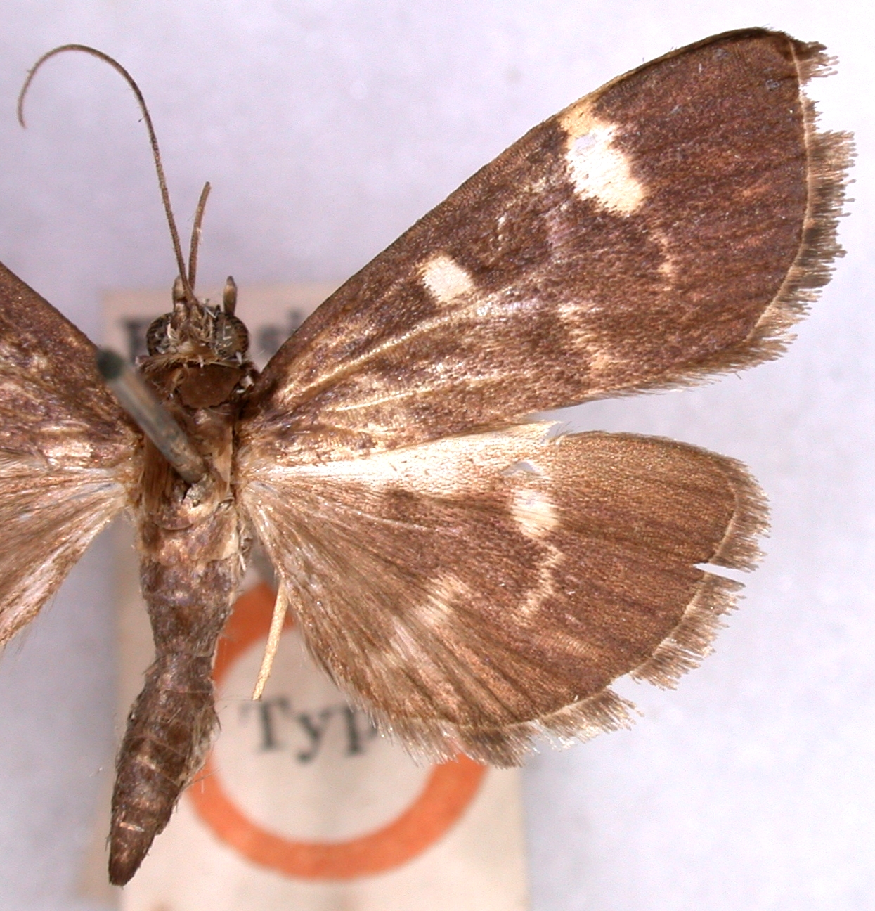 Authaeretis pseudovialis Hampson